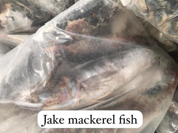 Jake Mackerel Fish