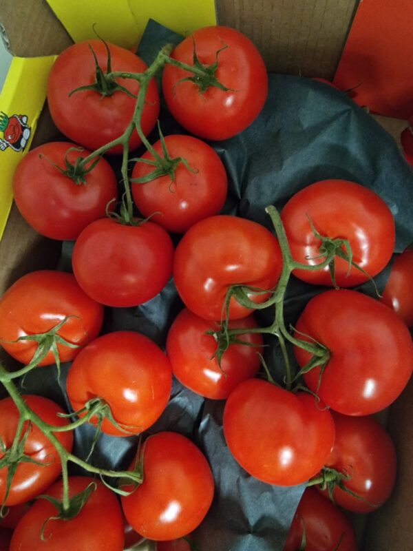 Fresh Tomatoes (3pcs)