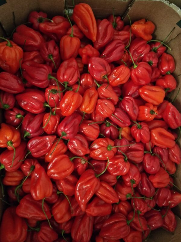 Fresh Pepper